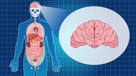 animation illustrating human anatomy with focus on brain function, featuring detailed organ visuals and smooth transitions on a grid background