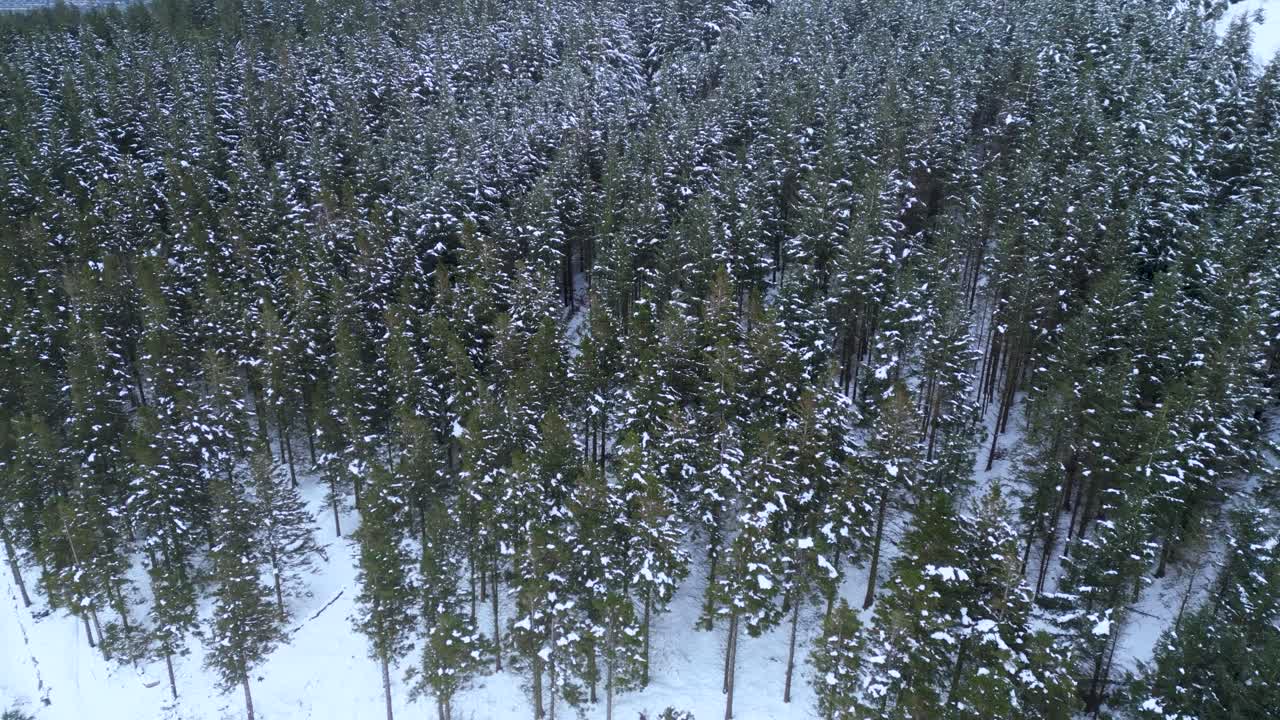 Bird eye view of a dense snow-covered pine trees forest in Dublin Mountains - Ireland
