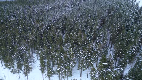 bird eye view of a dense snow-covered pine trees forest in dublin mountains - ireland