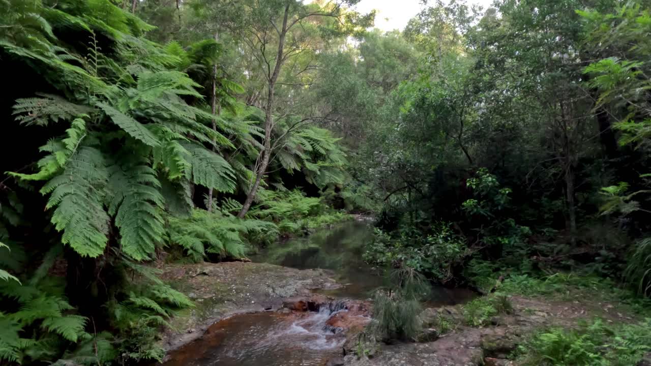 un tranquilo arroyo que fluye a través de la vegetación exuberante