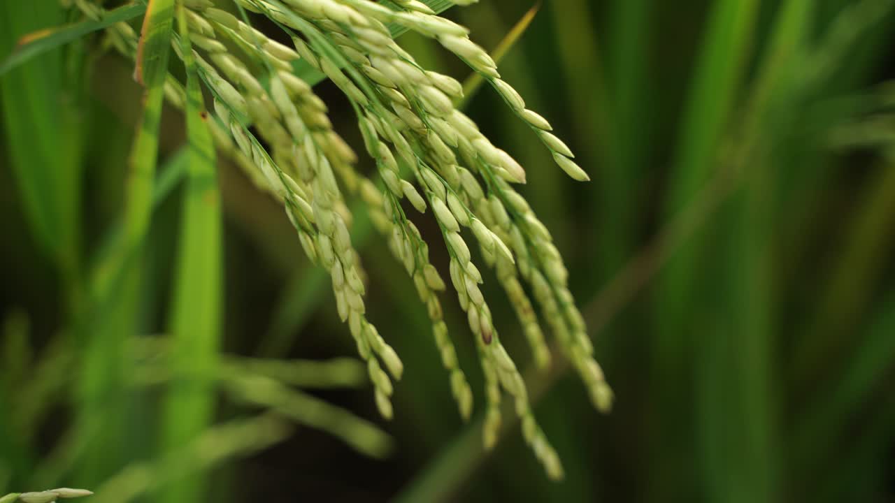 쌀은 많은 아시아 국가에서 주식입니다.