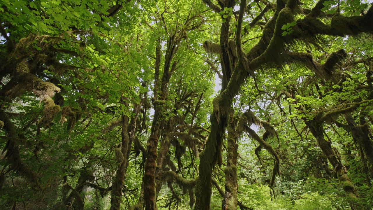 Camera panning through beautiful moss covered canopy of temperate rain forest