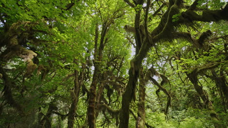 Cámara-Panorámica-A-Través-Del-Hermoso-Dosel-Cubierto-De-Musgo-Del-Bosque-Lluvioso-Templado