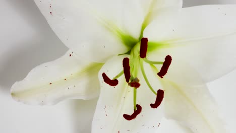 close-up of a white lily