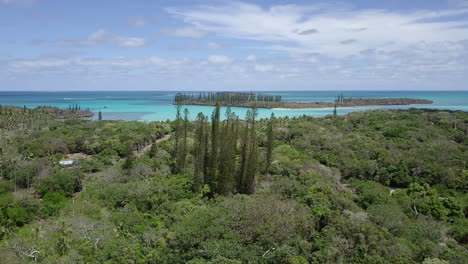 aerial orbit of tall new caledonia pines standing above the forest