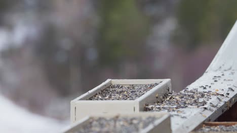 european birds perching and feeds on wooden box seed feeder