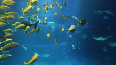 peces nadando con gracia en un gran acuario