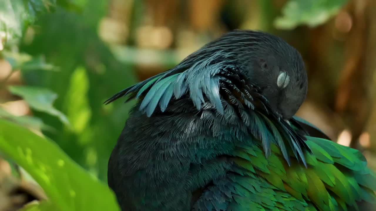 니코바르 비둘기 는 활기찬 털 을 고 있다
