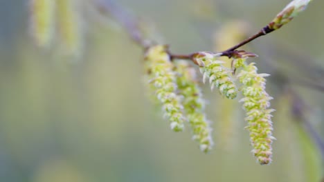 spring tree buds