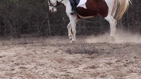 horse running athletically through field