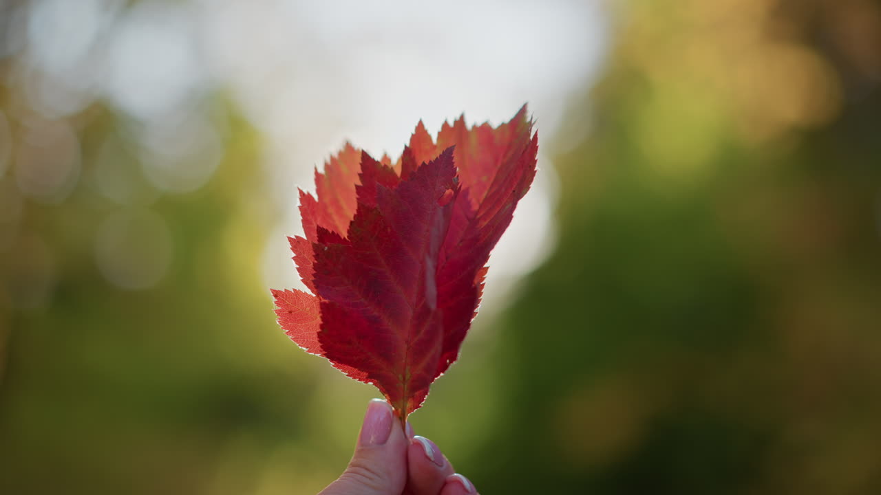 close up of person holding red autumn leaf against sunlit forest backdrop, observing vibrant pattern illuminated by golden beam through foliage, warm glow and bokeh