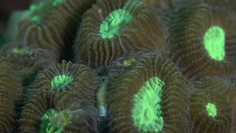 coral cerebral fluorescente y gusano de coral alimentándose de plancton
