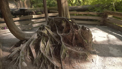 close up of tree roots with moss