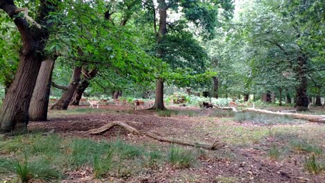 se ve un grupo bastante grande de ciervos jóvenes deambulando en un área rodeada de árboles en richmond park, londres
