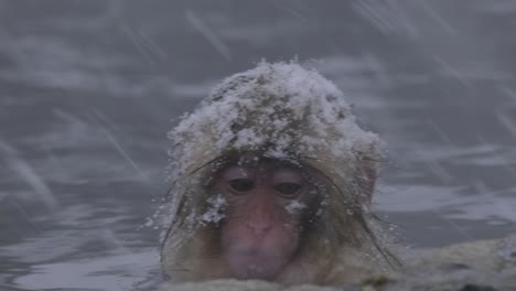 a baby monkey eating while in a hot spring in nagano japan