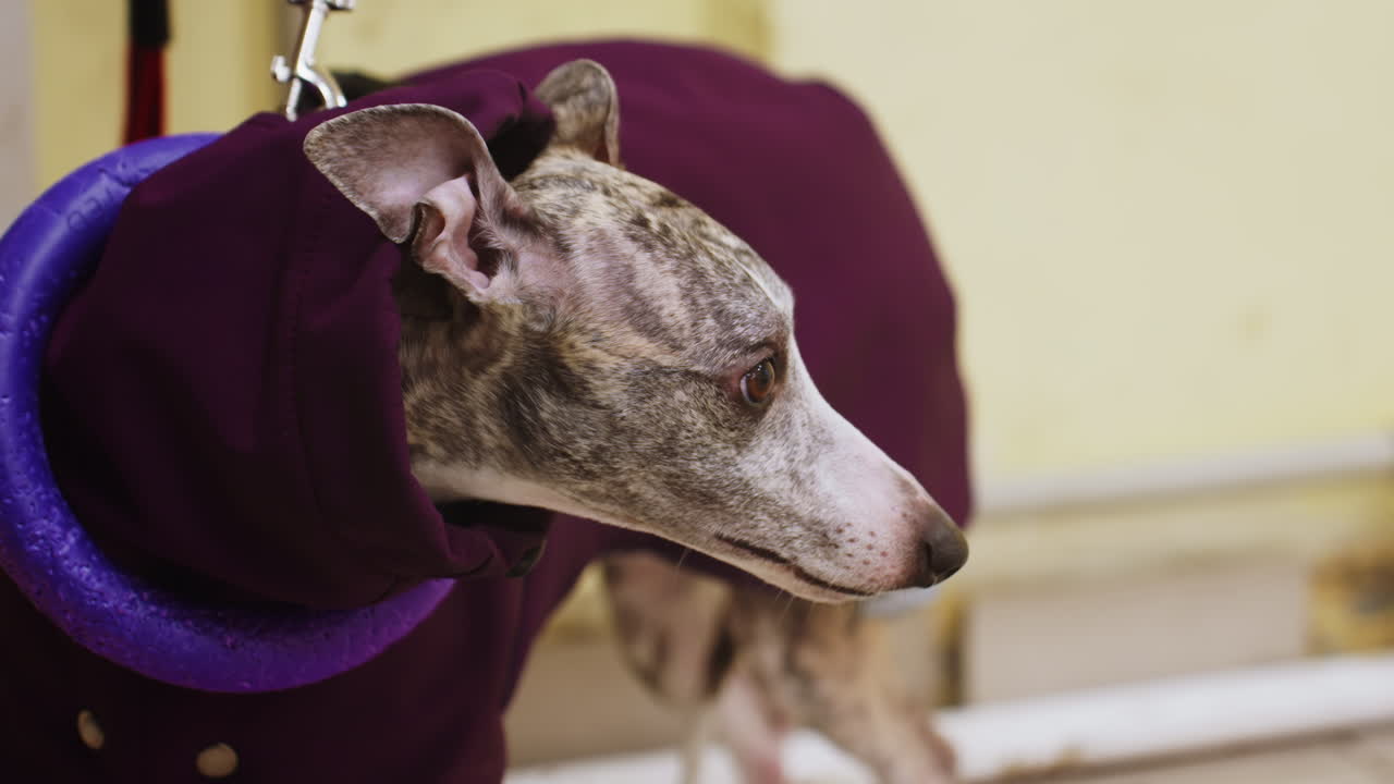 Whippet wearing purple jacket and toy collar on red leash standing indoors near radiator, looking attentively to side, brindle coat and soft lighting enhance calm mood in urban winter setting