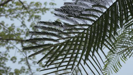 closeup of gulmohar leaves swaying with the wind