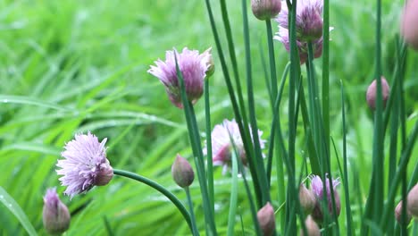 chives ready for culinary use