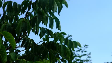 árbol de nueces verdes