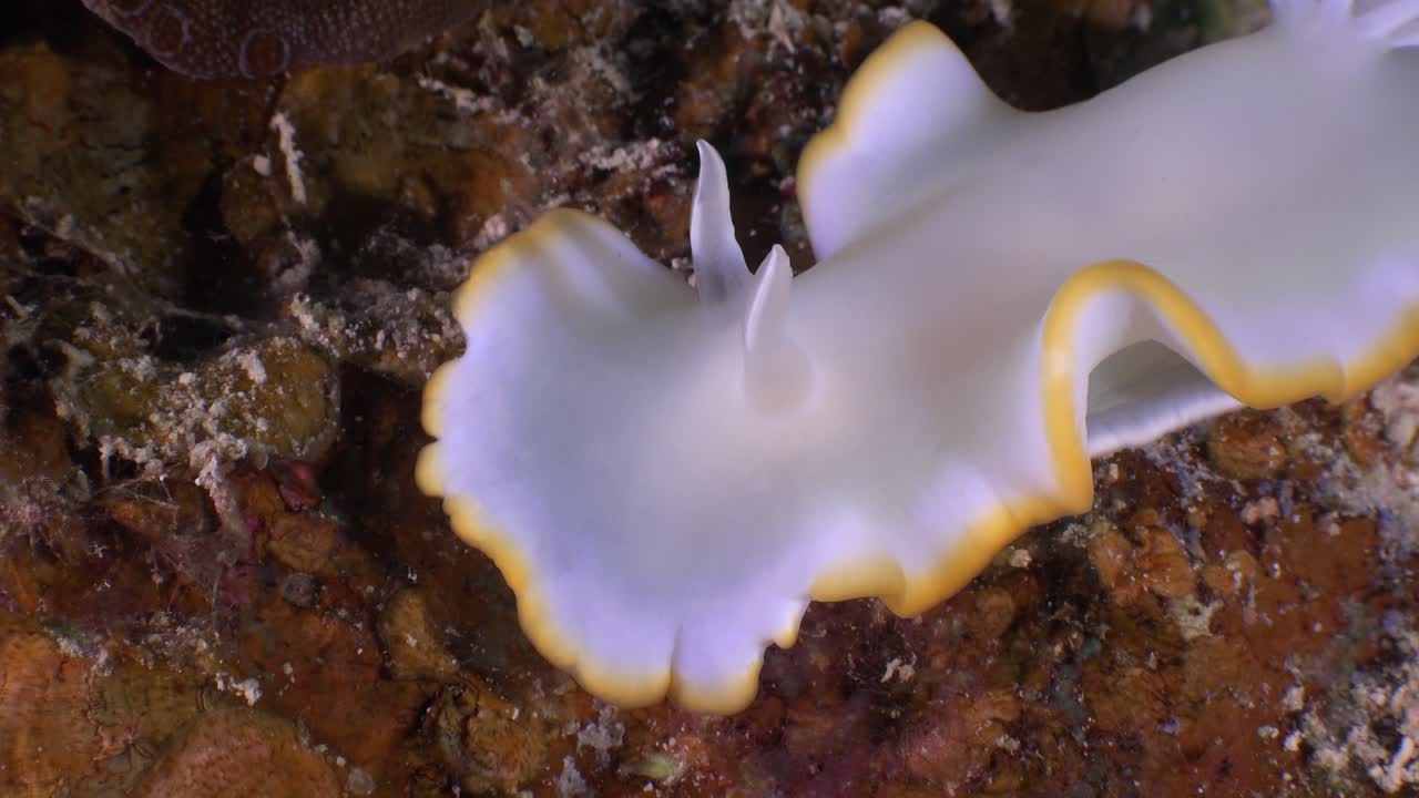 cromodoris nudibranch에서 머리를 닫습니다.