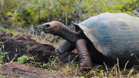 Tortuga-De-Galápagos-Caminando-Comiendo-Arbusto