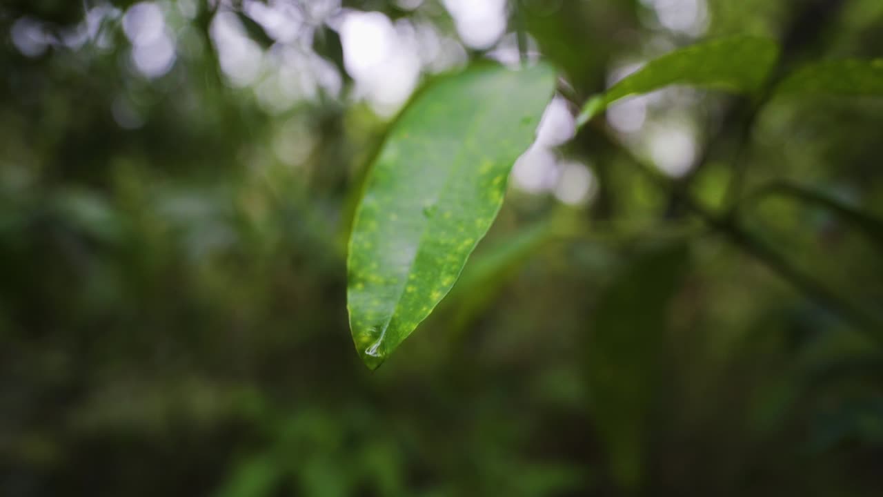hoja de un árbol con un increíble color verde vibrante en el corazón de la selva
