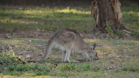 Eastern-Grey-kangaroo-feeding,-Coombabah-Lake-Conservation-Park,-Gold-Coast,-Queensland