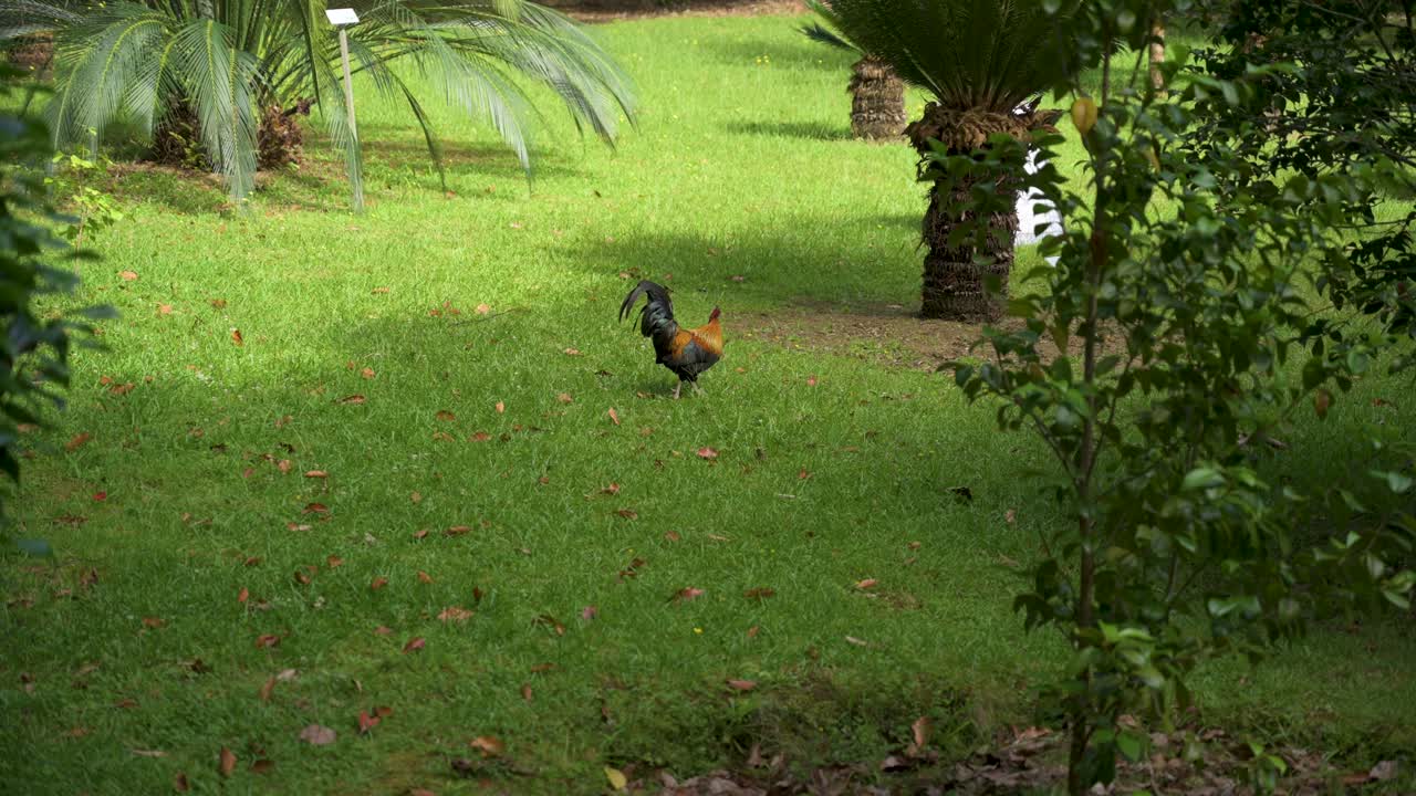 gallo portugués en un jardín botánico en san miguel, azores, portugal