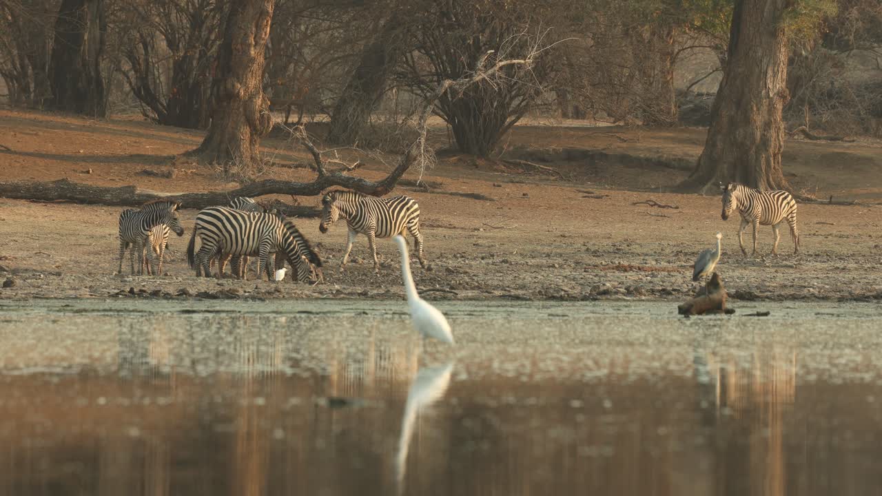 Rack focus from a greater egret to the herd of zebras arriving at the waterhole for a drink. With beautiful huge trees in the background, Mana Pools