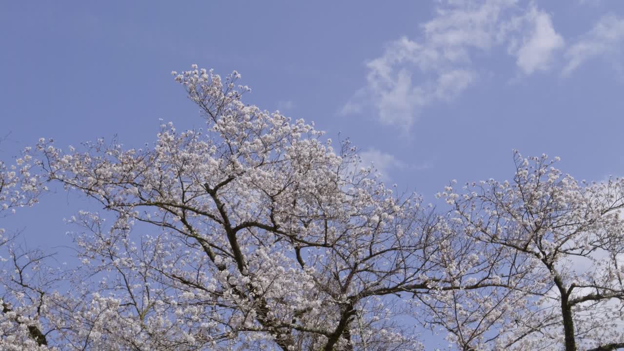Slow motion pan over Sakura cherry blossom trees in full bloom against blue sky