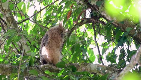 The Buffy Fish Owl is a big owl and yet the smallest among the four Fish Owls