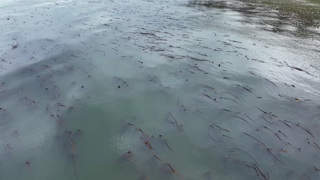 Sweeping-aerial-view-of-a-protected-Bull-Kelp-forest-near-Whidbey-Island