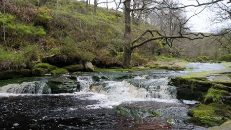 Slow-moving-forest-stream-waterfall,-nature's-serenity-scene-with-tranquil-pool-below,-lush-greenery-and-moss-covered-stones,-sense-of-peacefulness-and-untouched-beauty-of-nature-in-forest-ecosystem