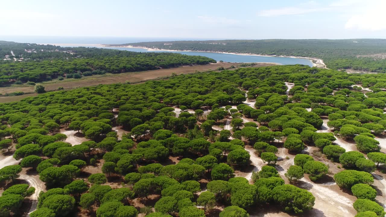 Vista aerea di una foresta verde rigogliosa