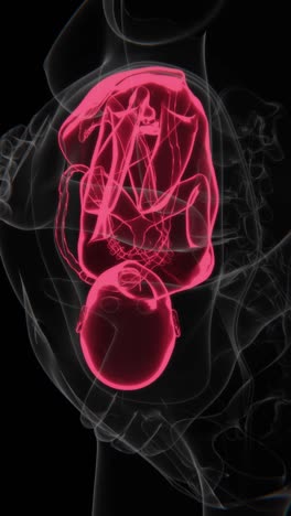 pregnant woman and fetus x-ray video | fetus indication video in vertical format