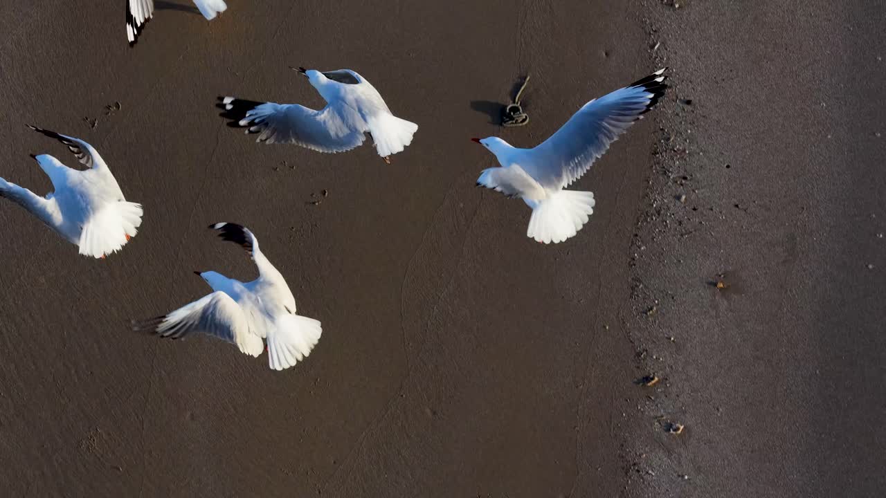Aerial view of seagulls on a beach, transitioning from standing to flying. Captured in natural light with dynamic movement