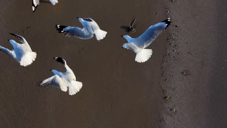 aerial view of seagulls on a beach, transitioning from standing to flying. captured in natural light with dynamic movement