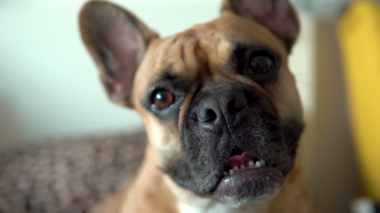 Potrait shot of cute young bulldog face sitting indoor on couch