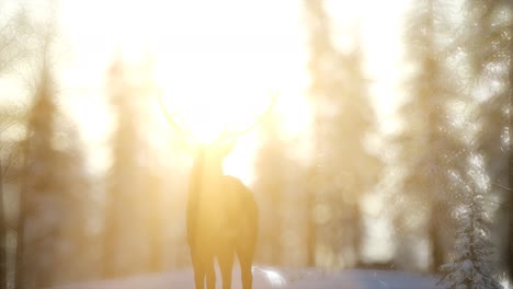 proud noble deer male in winter snow forest