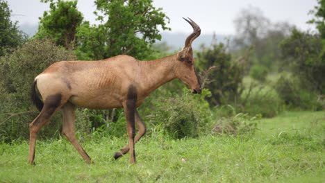 pan: beautiful red hartebeest walks wet african savanna to eat grass