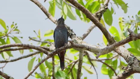 Looking-up-captured-from-below-as-the-camera-zooms-out,-Blue-Rock-Thrush-Monticola-solitarius-Male