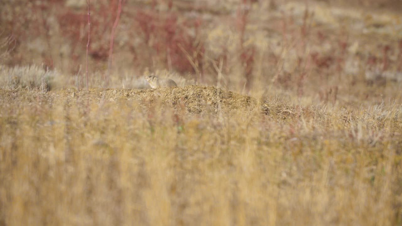 들판에 있는 구 ⁇ 을 지키는 초원 개, 볼더 콜로라도 야생동물