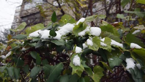 Snow falling on plants too early and destroy them