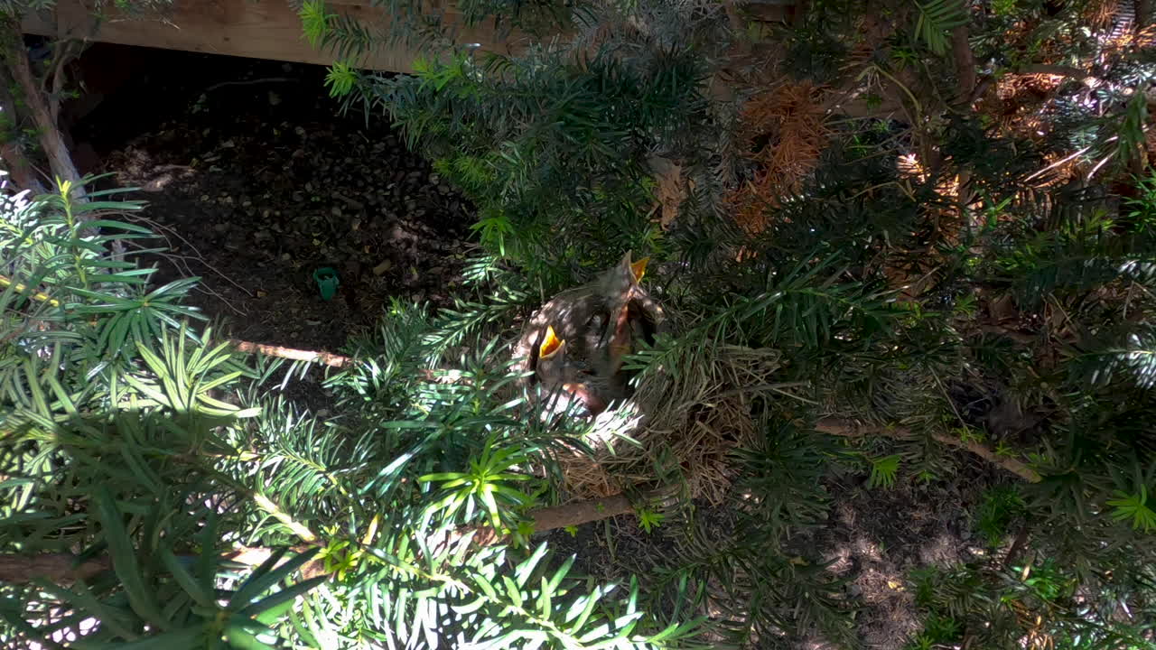 두 마리의 작은 새끼 새가 둥지 밖에서 목을 쭉 뻗고 입을 벌리고 엄마에게서 벌레를 먹기를 기다리고 있습니다.