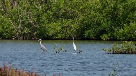 Garza-Real-Ardea-Cinerea-Mirando-Hacia-La-Izquierda-Y-Una-Garceta-Grande-Ardea-Alba-A-La-Derecha,-Tailandia