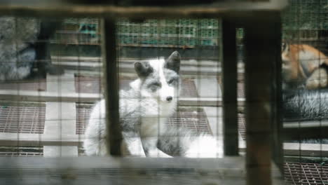 black and white fox in captivity locked in a cage at zao fox village, miyagi, japan