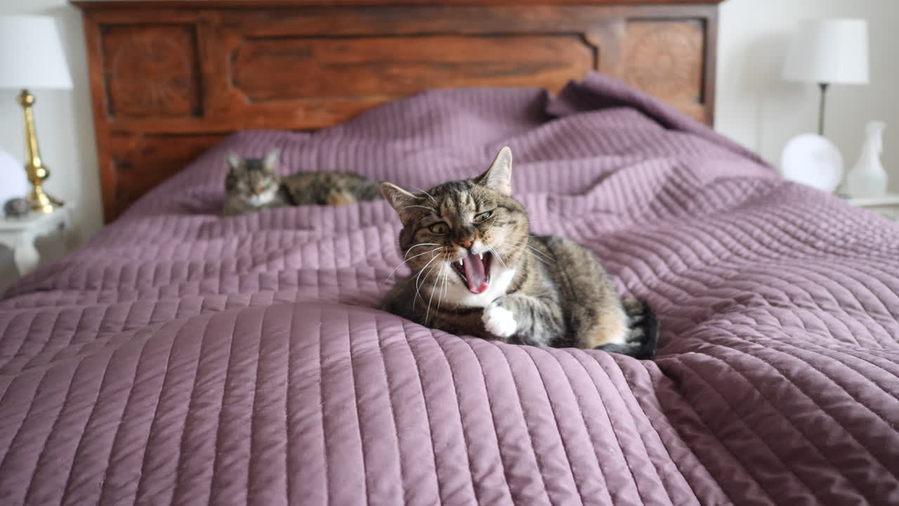 gatto che riposa e sbadiglia sul letto