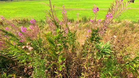 flowers and greenery in a scenic field