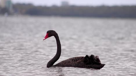 Primer-Plano-Cisne-Negro-Flotando-En-El-Agua-Del-Río-En-El-Parque-De-La-Ciudad-De-Perth