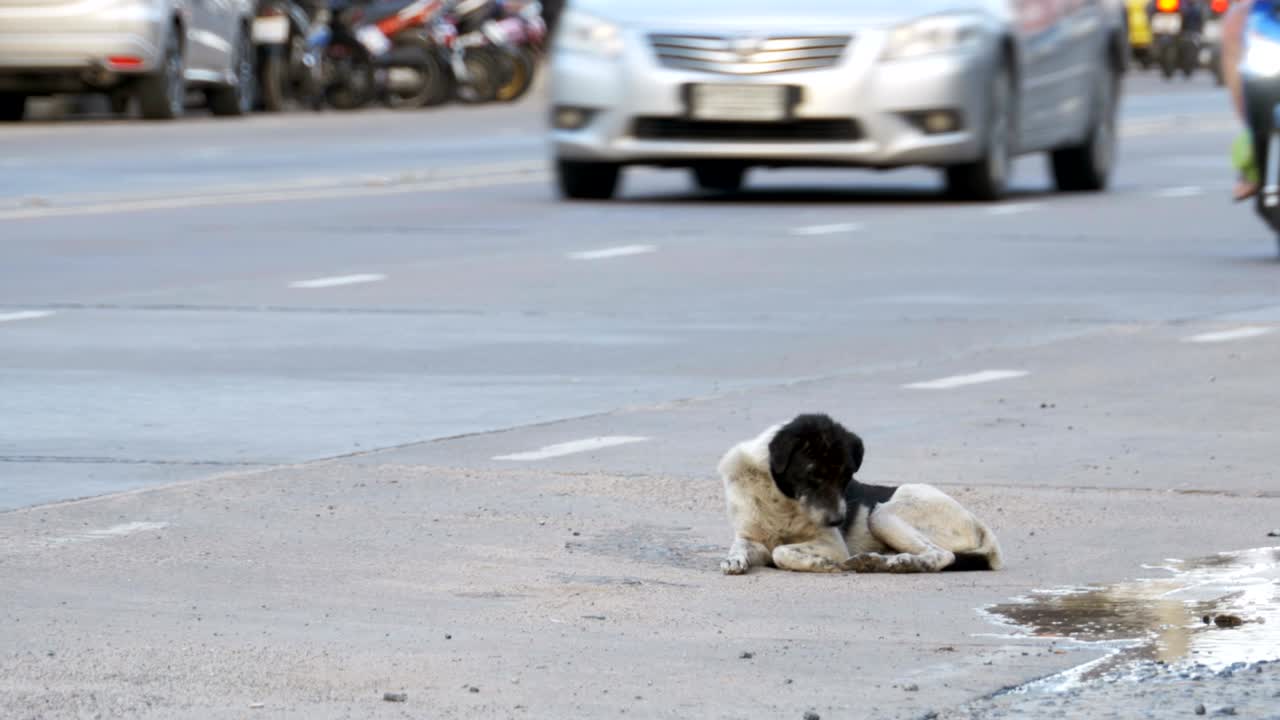 노숙자 개가 지나가는 자동차와 오토바이와 함께 도시 도로에 누워 있습니다.